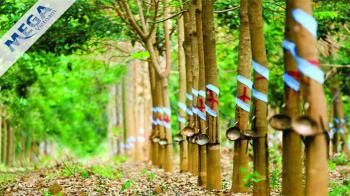 LÀM TỐT ĐƯỢC KHÂU THU MUA, CAO SU VIỆT NAM SẼ KHÓ BỊ 'ÉP GIÁ'