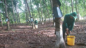 GIÁ CAO SU PHẬP PHỒNG THEO CUỘC CHIẾN THƯƠNG MẠI MỸ - TRUNG