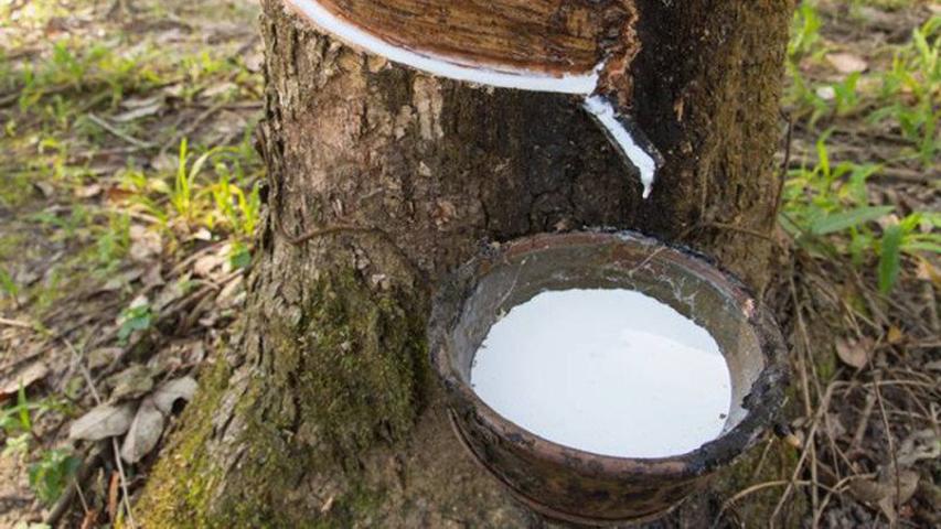 THỊ TRƯỜNG CAO SU THÁNG 2/2019: GIÁ MỦ TẠI VIỆT NAM TĂNG NHẸ