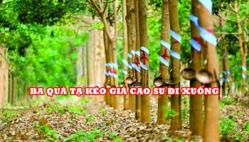 BA QUẢ TẠ KÉO GIÁ CAO SU ĐI XUỐNG 