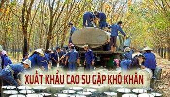 XUẤT KHẨU CAO SU THẬT SỰ GẶP KHÓ KHĂN 