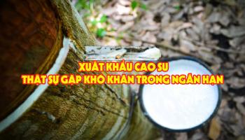 XUẤT KHẨU CAO SU THẬT SỰ GẶP KHÓ KHĂN TRONG NGẮN HẠN