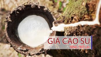 GIÁ CAO SU TẠI CÁC SÀN GIAO DỊCH CHỦ CHỐT CÓ XU HƯỚNG TĂNG TRỞ LẠI