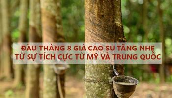 ĐẦU THÁNG 8 GIÁ CAO SU TĂNG NHẸ TỪ SỰ TÍCH CỰC TỪ MỸ VÀ TRUNG QUÔC