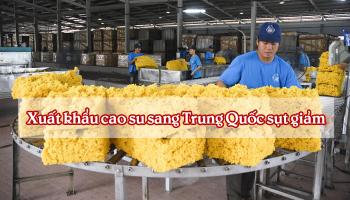Xuất khẩu cao su sang Trung Quốc sụt giảm nhưng tỉ trọng vẫn tăng.