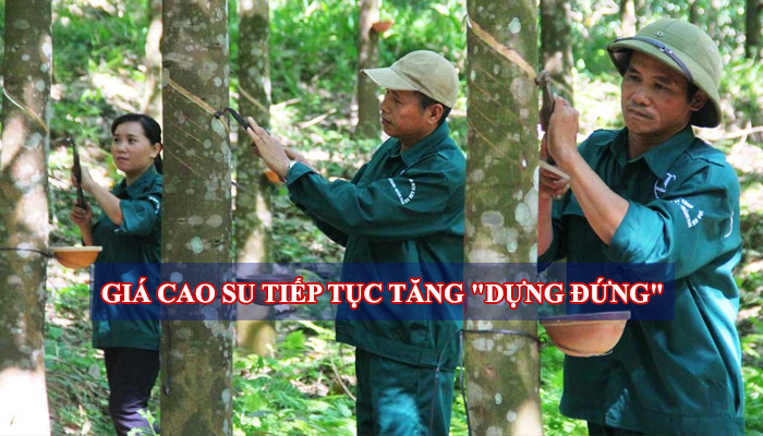 GIÁ CAO SU TIẾP TỤC TĂNG 