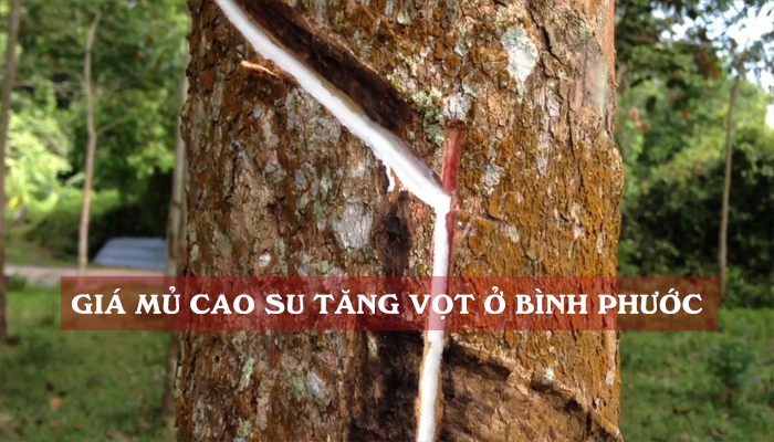 GIÁ MỦ CAO SU TĂNG VỌT Ở BÌNH PHƯỚC