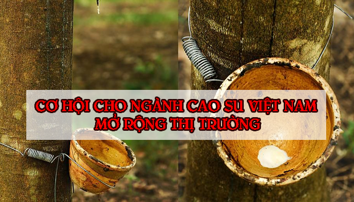 CƠ HỘI CHO NGÀNH CAO SU VIỆT NAM MỞ RỘNG THỊ TRƯỜNG