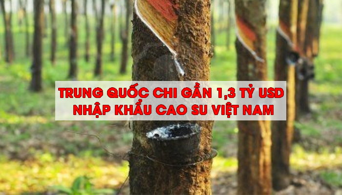 TRUNG QUỐC CHI GẦN 1,3 TỶ USD NHẬP KHẨU CAO SU VIỆT NAM