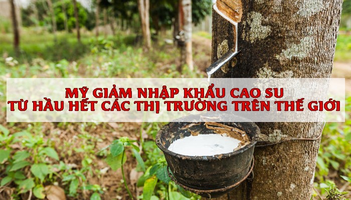 MỸ GIẢM NHẬP KHẨU CAO SU Ở HẦU HẾT CÁC THỊ TRƯỜNG TRÊN THẾ GIỚI