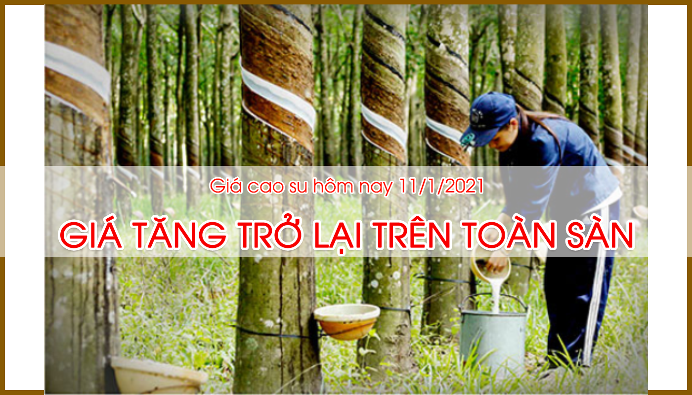 GIÁ CAO SU HÔM NAY 11/01/2021: GIÁ TĂNG TRỞ LẠI TRÊN TOÀN SÀN