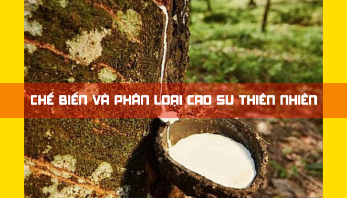 CHẾ BIẾN VÀ PHÂN LOẠI CAO SU THIÊN NHIÊN