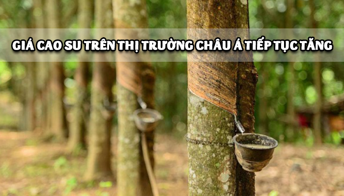 GIÁ CAO SU TRÊN THỊ TRƯỜNG CHÂU Á TIẾP TỤC TĂNG