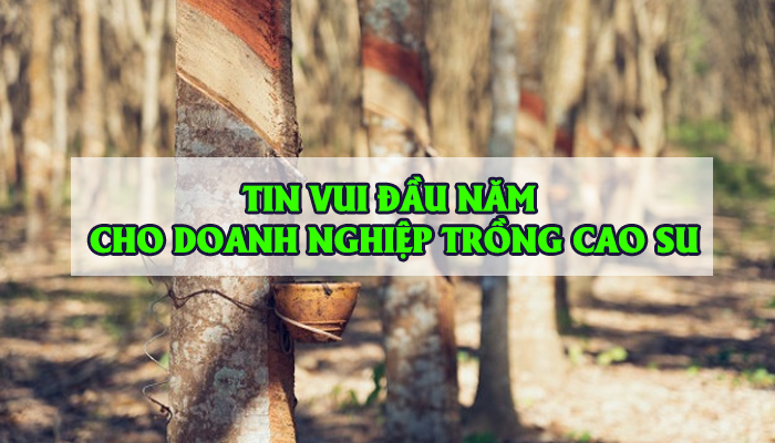 TIN VUI ĐẦU NĂM CHO DOANH NGHIỆP TRỒNG CAO SU.