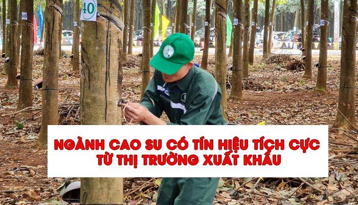 NGÀNH CAO SU CÓ TÍN HIỆU TÍCH CỰC TỪ THỊ TRƯỜNG XUẤT KHẨU