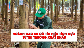RUBBER INDUSTRY HAVE POSITIVE SIGNALS FROM EXPORT MARKET
