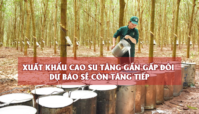 XUẤT KHẨU CAO SU TĂNG GẦN GẤP ĐÔI, DỰ BÁO SẼ CÒN TIẾP TỤC TĂNG