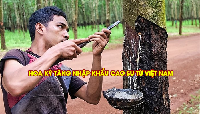 HOA KỲ TĂNG NHẬP KHẨU CAO SU TỪ VIỆT NAM