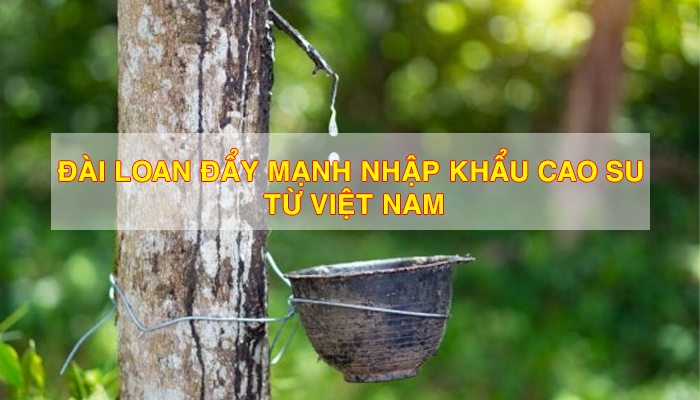 ĐÀI LOAN ĐẨY MẠNH NHẬP KHẨU CAO SU TỪ VIỆT NAM