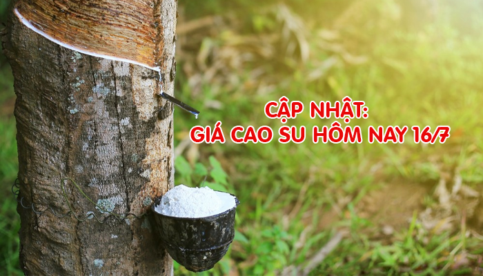 CẬP NHẬT GIÁ CAO SU HÔM NAY 16/7