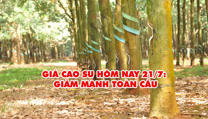 CẬP NHẬT GIÁ CAO SU HÔM NAY 21/7: GIẢM MẠNH TOÀN CẦU 