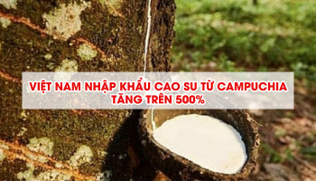 RUBBER IMPORTS  FROM CAMBODIA HAS RISEN BY OVER 500%