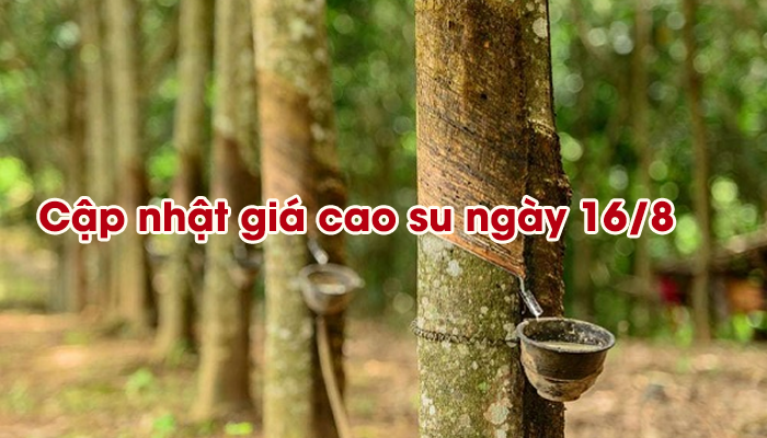 CẬP NHẬT GIÁ CAO SU NGÀY 16/8 