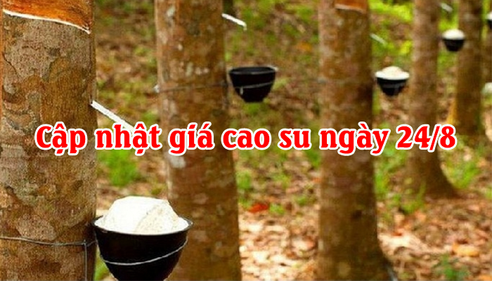 CẬP NHẬT GIÁ CAO SU NGÀY 24/8