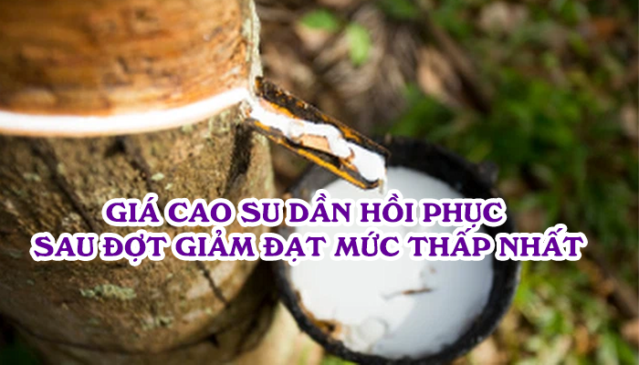 GIÁ CAO SU DẦN HỒI PHỤC SAU ĐỢT GIẢM ĐẠT MỨC THẤP NHẤT