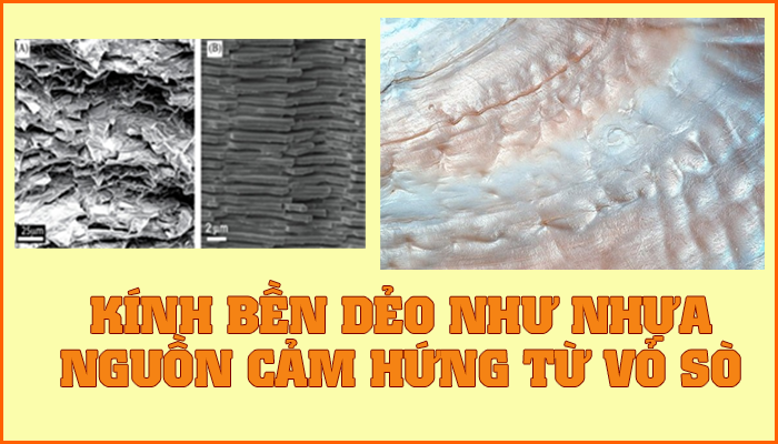 KÍNH BỀN DẺO NHƯ NHỰA – NGUỒN CẢM HỨNG TỪ VỎ SÒ