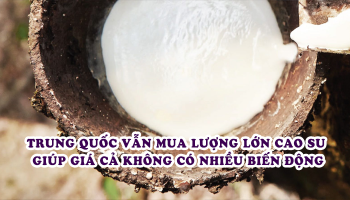 CHINA'S BUYING LARGE AMOUNTS OF RUBBER, RUBBER PRICES CHANGE