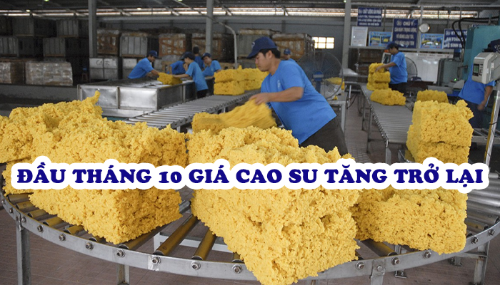 GIÁ CAO SU ĐẦU THÁNG 10 TĂNG TRỞ LẠI