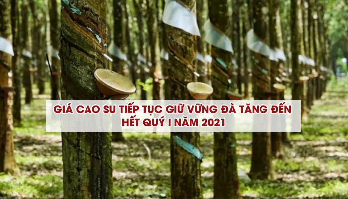 GIÁ CAO SU TIẾP TỤC GIỮ VỮNG ĐÀ TĂNG ĐẾN HẾT QUÝ I NĂM 2021