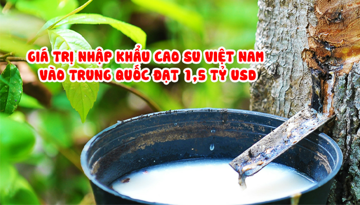 GIÁ TRỊ NHẬP KHẨU CAO SU VIỆT NAM VÀO TRUNG QUỐC ĐẠT 1,5 TỶ USD