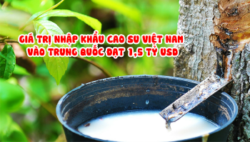 VIETNAM RUBBER IMPORT VALUE INTO CHINA REACHED 1.5 BILLION USD