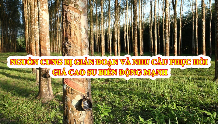 NGUỒN CUNG BỊ GIÁN ĐOẠN VÀ NHU CẦU PHỤC HỒI, GIÁ CAO SU BIẾN ĐỘNG MẠNH