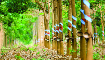 RUBBER PRICE IS EXPECTED TO KEEP RISING DUE TO ITS RECOVERY 