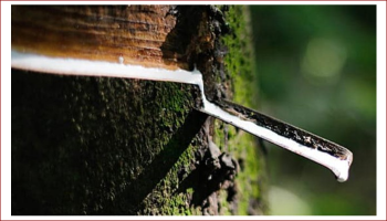 VIETNAM IS THE 3rd BIGGEST RUBBER SUPPLIER TO INDIA