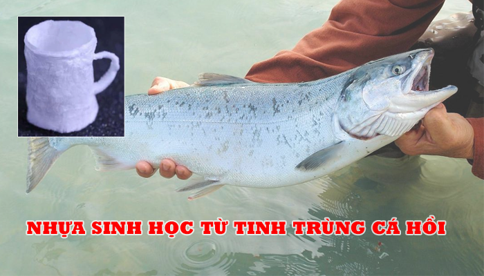 NHỰA SINH HỌC TỪ TINH TRÙNG CÁ HỒI