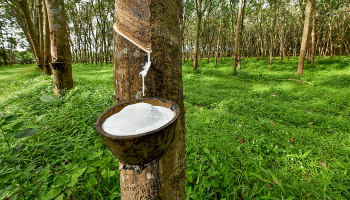 INDIA INCREASE IMPORTS OF VIETNAM'S NATURAL RUBBER