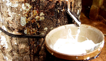 RUBBER PRICES ON 15/3 SIMULTANEOUSLY INCREASE ON ASIAN FLOORS