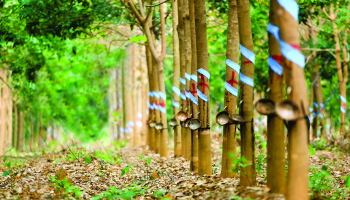 99.6% OF RUBBER PRODUCT IN VIETNAM ARE EXPORTED TO CHINA MARKET.