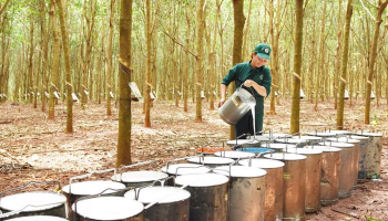 VIETNAM BECOMES THE BIGGEST RUBBER SUPPLIER TO INDIA