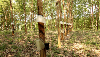 RUBBER PRICE DAY 14/6: CONTINUOUS PLUNGE