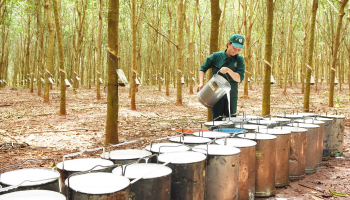 RUBBER EXPORTS TO TURKEY UP 11% IN THE FIRST 5 MONTHS OF THE YEAR