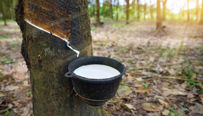RUBBER PRICE 30/8: RUBBER FUTURES DOWN BELOW 0.5%