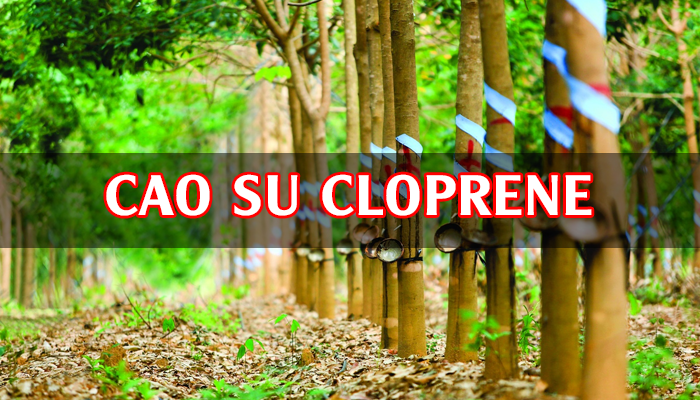 CAO SU CLOPRENE