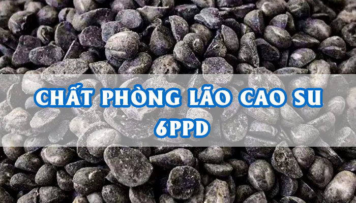 CHẤT PHÒNG LÃO CAO SU 6PPD