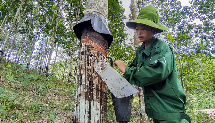 thị trường cao su 