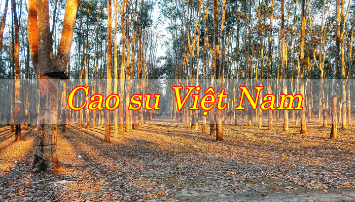 cao su the gioi
